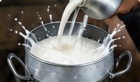 Fresh milk being poured into a metal pail